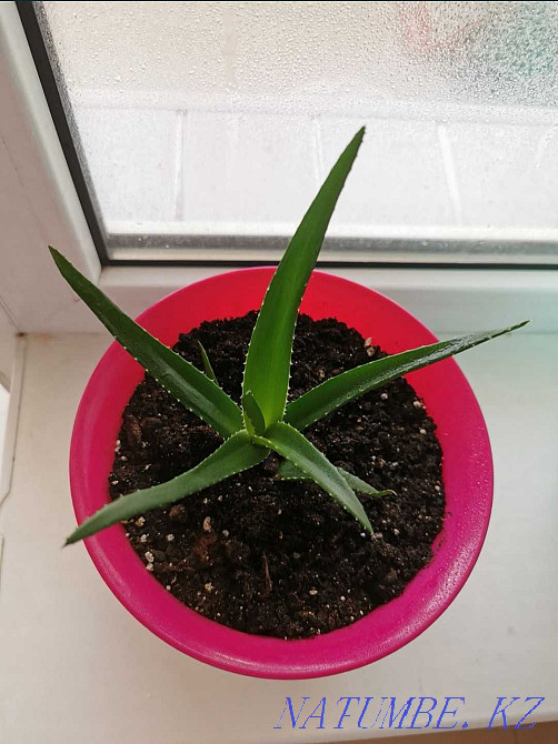 Алое цветок в розовом горшке Костанай - изображение 3