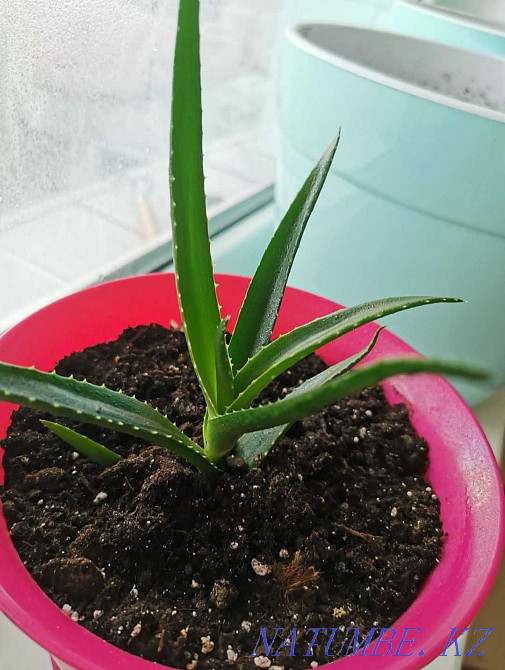 Алое цветок в розовом горшке Костанай - изображение 4