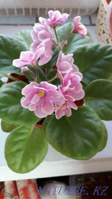 Selling violet... Rudnyy - photo 3