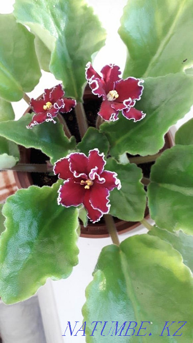 Selling violet... Rudnyy - photo 4