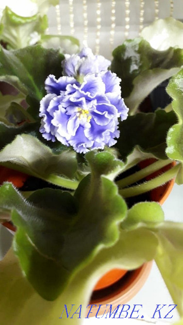 Selling violet... Rudnyy - photo 5