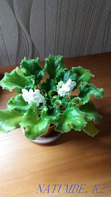 Selling violet... Rudnyy - photo 2