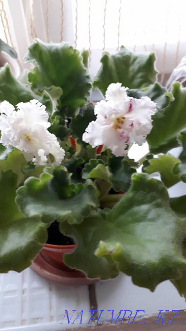 Selling violet... Rudnyy - photo 1