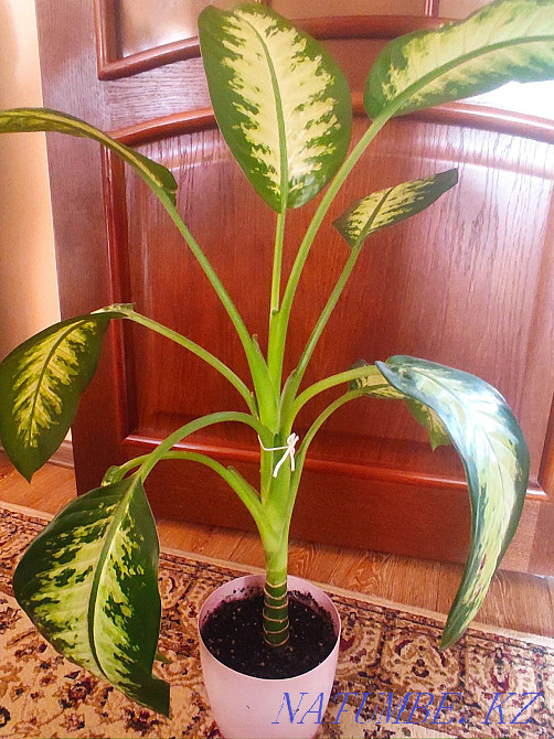 Sell definbachia Almaty - photo 1