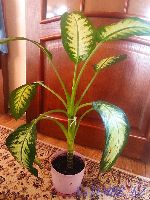 Sell definbachia Almaty - photo 2