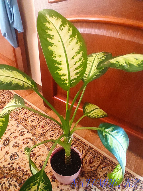 Sell definbachia Almaty - photo 3