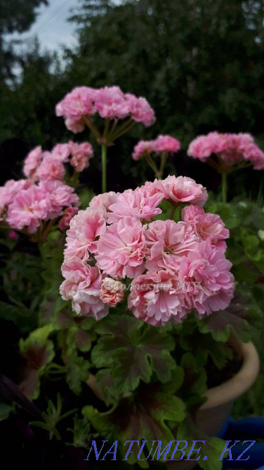 Пеларгония (жаңа таңдау)  Қарағанды - изображение 2