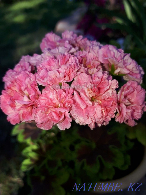 Пеларгония (жаңа таңдау)  Қарағанды - изображение 1