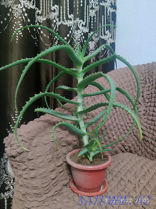 Sale of indoor flowers  - photo 6