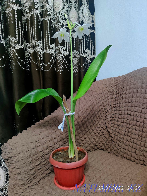 Sale of indoor flowers  - photo 2