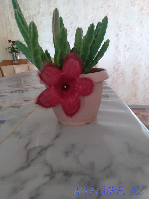 Sale of indoor flowers  - photo 4