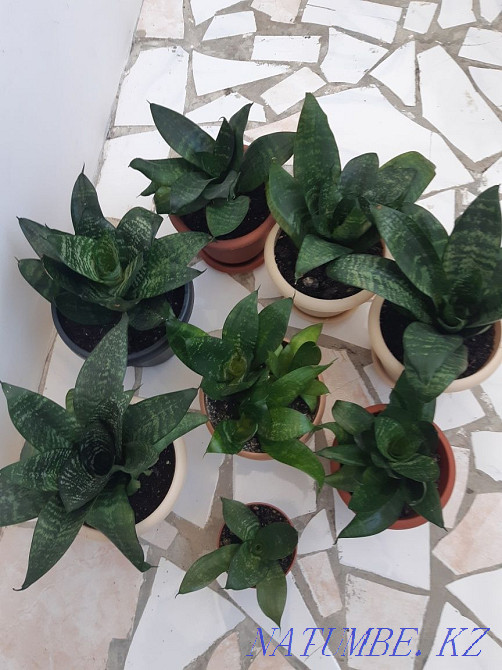 Room flowers, not expensive, there is a choice, bargaining is appropriate. Aqtau - photo 1