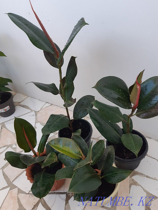 Room flowers, not expensive, there is a choice, bargaining is appropriate. Aqtau - photo 8