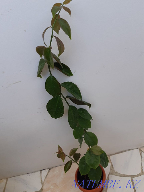 Room flowers, not expensive, there is a choice, bargaining is appropriate. Aqtau - photo 4