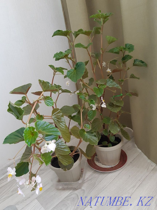 Room flowers, not expensive, there is a choice, bargaining is appropriate. Aqtau - photo 5