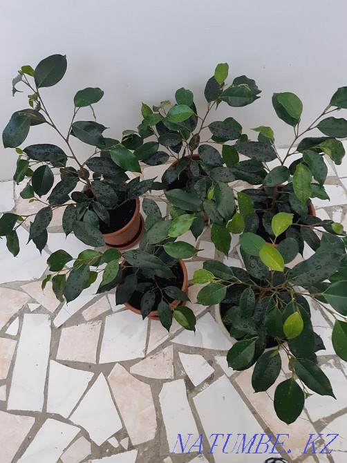 Room flowers, not expensive, there is a choice, bargaining is appropriate. Aqtau - photo 3