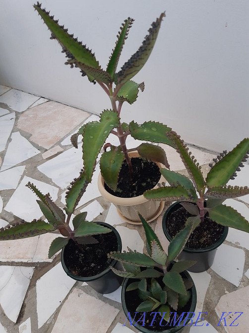 Room flowers, not expensive, there is a choice, bargaining is appropriate. Aqtau - photo 6