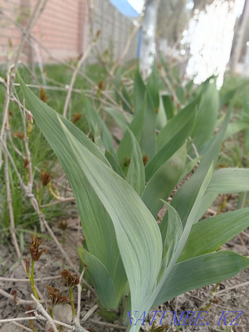 Lilac in a pot. Aqtobe - photo 4