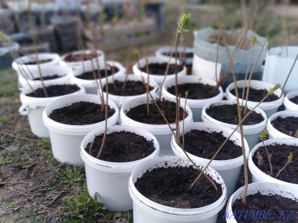 Lilac in a pot. Aqtobe - photo 2