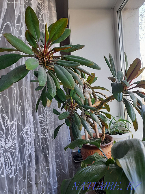 Euphorbia sell or exchange Petropavlovsk - photo 1