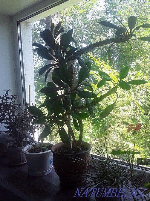 Euphorbia sell or exchange Petropavlovsk - photo 2