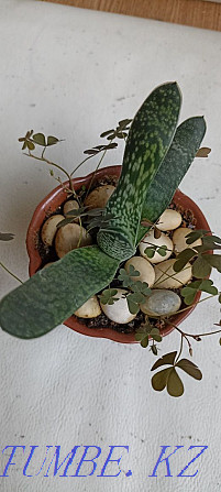 Home mint, rock cactus, succulents Almaty - photo 8