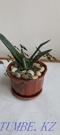 Home mint, rock cactus, succulents Almaty - photo 6