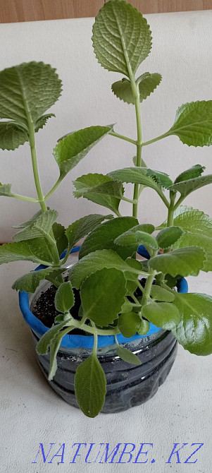 Home mint, rock cactus, succulents Almaty - photo 3