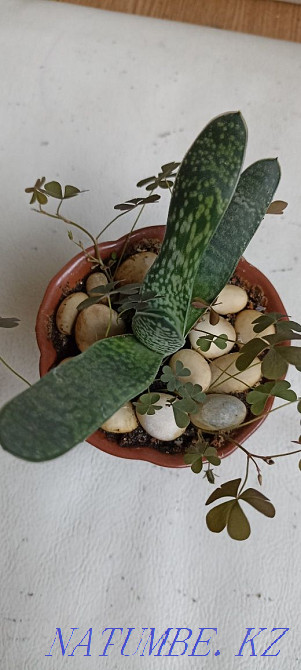 Home mint, rock cactus, succulents Almaty - photo 8