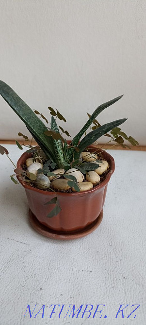 Home mint, rock cactus, succulents Almaty - photo 6