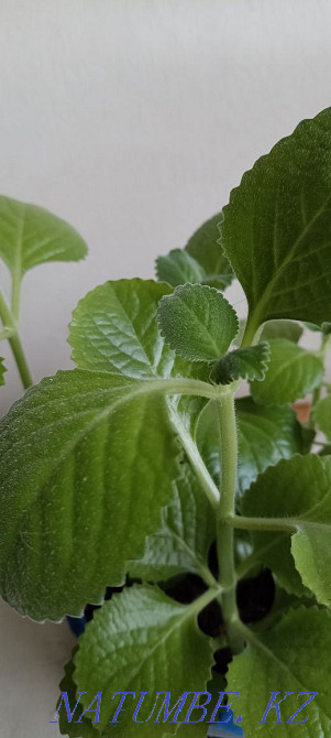 Home mint, rock cactus, succulents Almaty - photo 2