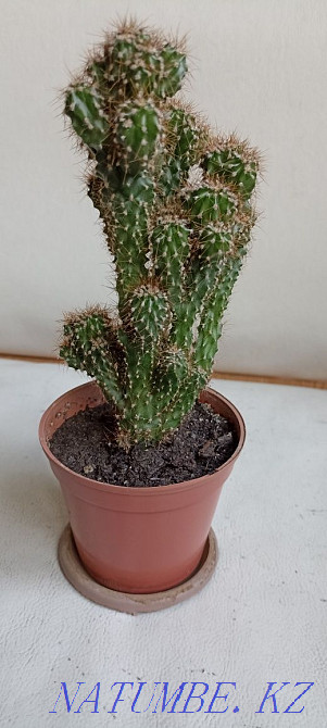 Home mint, rock cactus, succulents Almaty - photo 5