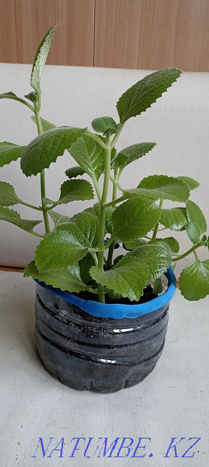 Home mint, rock cactus, succulents Almaty - photo 1