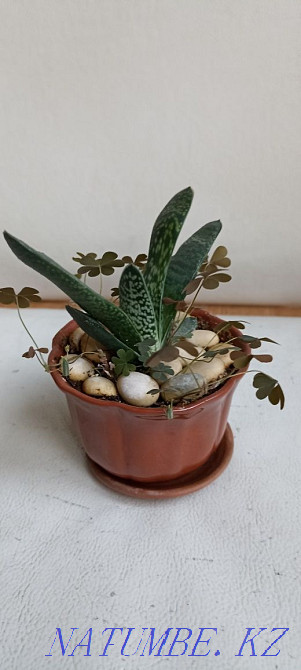 Home mint, rock cactus, succulents Almaty - photo 7