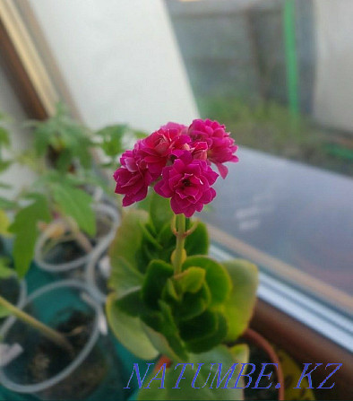 Kalanchoe blooming Kalandiva Petropavlovsk - photo 2