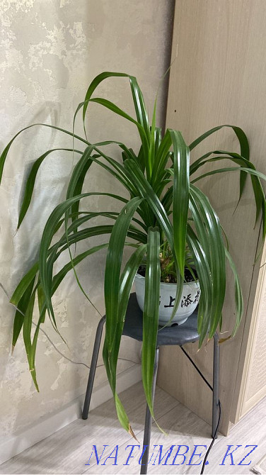 Бөлме өсімдіктері  Ақтау  - изображение 1