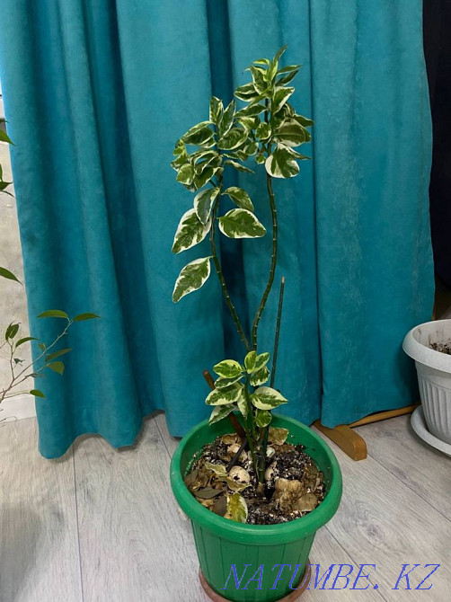 Бөлме өсімдіктері  Ақтау  - изображение 3