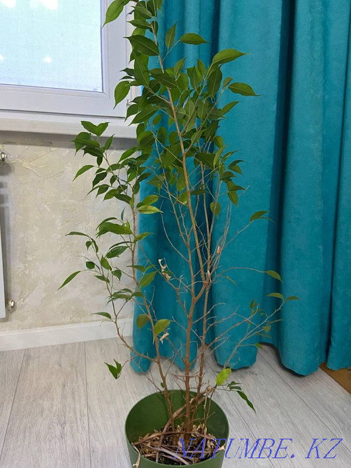 Бөлме өсімдіктері  Ақтау  - изображение 4