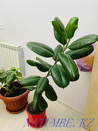 Ficus for sale in excellent condition Aqtau - photo 2