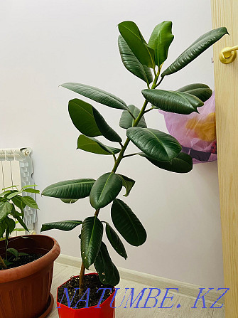 Ficus for sale in excellent condition Aqtau - photo 3