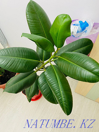 Ficus for sale in excellent condition Aqtau - photo 1