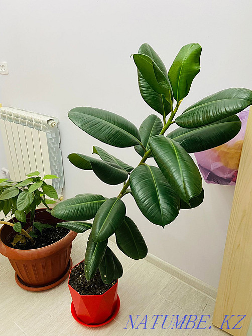 Ficus for sale in excellent condition Aqtau - photo 2