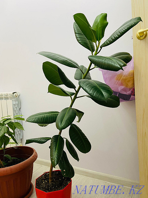 Ficus for sale in excellent condition Aqtau - photo 3