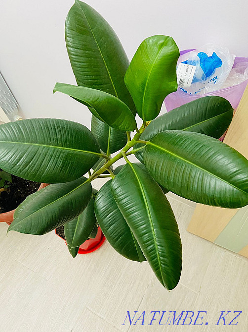 Ficus for sale in excellent condition Aqtau - photo 1