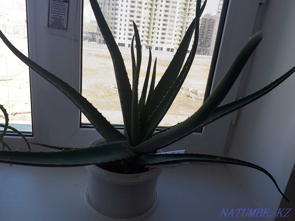 Aloe 3 summer 3000 tg. Astana - photo 2