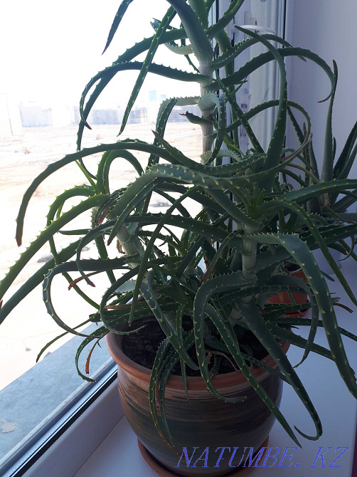 Aloe 3 summer 3000 tg. Astana - photo 1