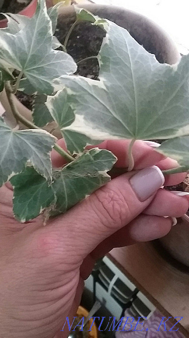 Selling flowers for your home or office Oral - photo 1