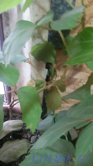 Selling flowers for your home or office Oral - photo 4