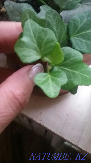 Selling flowers for your home or office Oral - photo 2