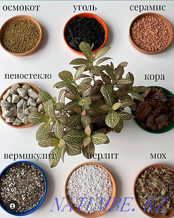 Кәсіби өсімдік трансплантациясы  Астана - изображение 4